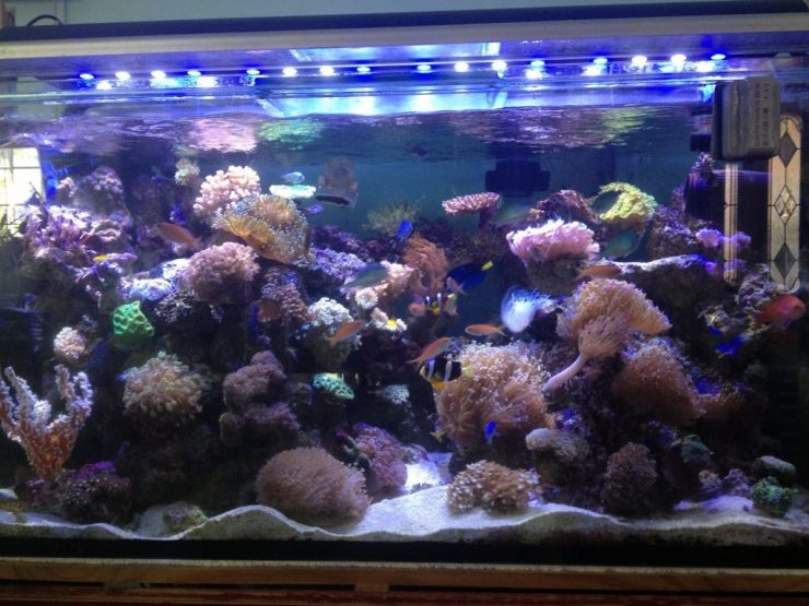 Освещение аквариума своими руками из светодиодной ленты